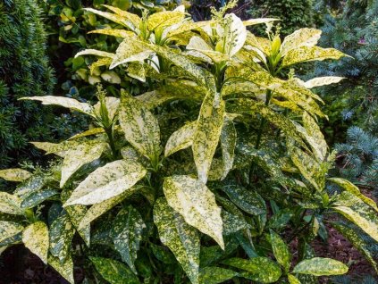Aukuba japonská 'Crotonifolia'