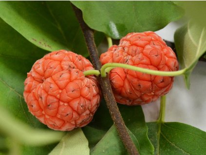 cudrania