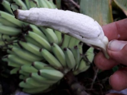 chilocarpa