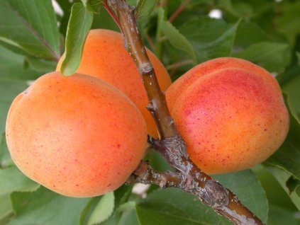 Meruňka zakrslá 'Garden Aprigold' - kontejner