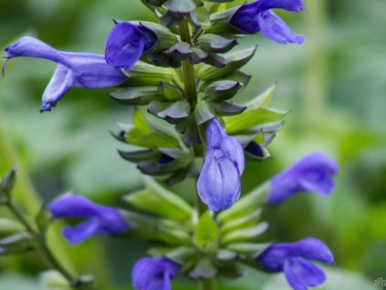 Salvia Lake Como
