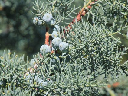 glauca2