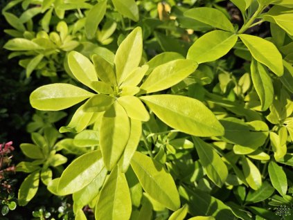 Choisia Brica (2)