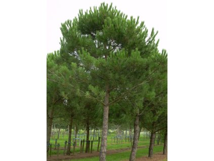 pinea