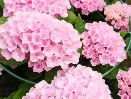 Hortenzie velkolistá Magical Evolution Pink