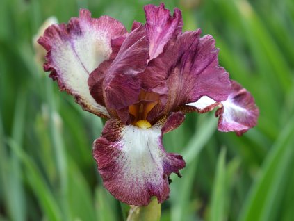 Kosatec německý 'Crinoline' - Iris germanica 'Crinoline'