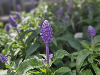 Šalvěj pomoučená - Salvia farinacea