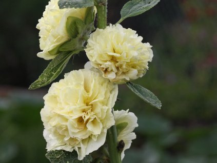 double yellow