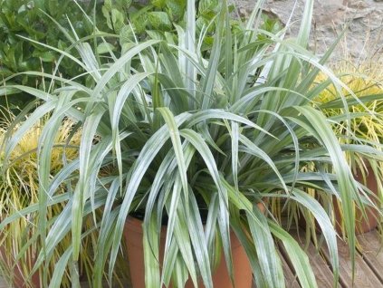 Astelia chathamica 'Silver Spear'