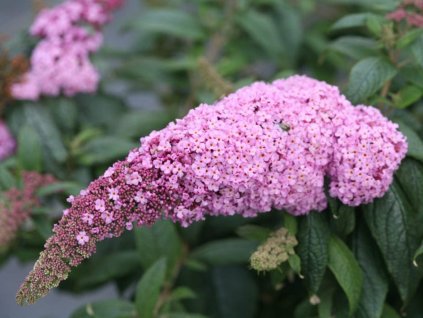 Komule Davidova 'Rocketstar Flamingo'