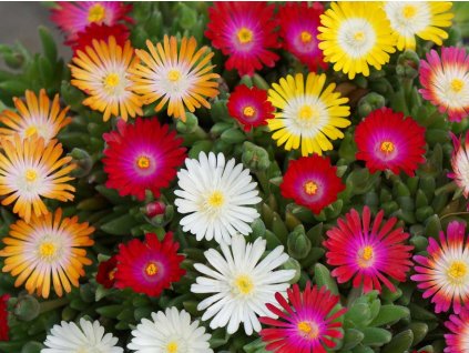 Kosmatec 'Jewel of Desert' - Delosperma 'Jewel of Desert'