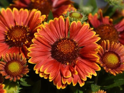 spintop orange