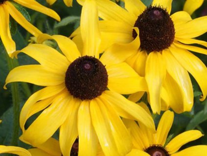 Třapatka ( Rudbékie) srstnatá - Rudbeckia hirta
