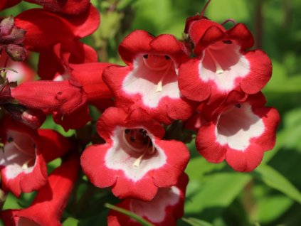 Dračík hartwegův 'Picotee Red' - Penstemon hartwegii 'Picotee Red'