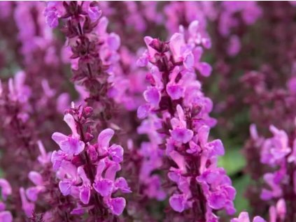Šalvěj hajní 'Sensation Rose' - Salvia nemorosa 'Sensation Rose'