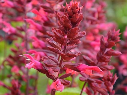 Šalvěj Rockin 'Red Flamingo' - Salvia Rockin 'Red Flamingo'