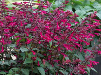 Šalvěj 'Salmia Dark Purple' - Salvia 'Salmia Dark Purple'
