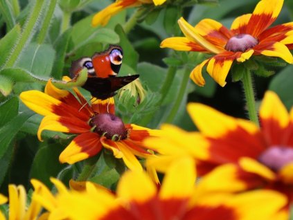Třapatka (rudbékie) srstnatá 'Sunbeckia Mia' - Rudbeckia hirta  'Sunbeckia Mia'