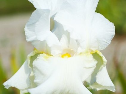 glowing seraphine