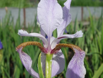 iris sibrica levender bounty