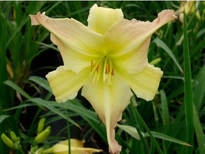 Denivka EveryDaylily 'Pink Cream'®  - Hemerocallis EveryDaylily 'Pink Cream'®