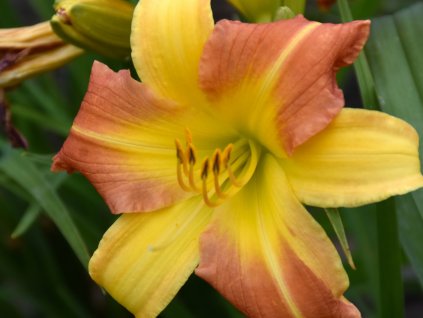 yellow pung