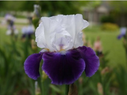 Kosatec německý 'Snow Mound' - Iris germanica 'Snow Mound'