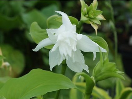 Bohyška jitrocelová 'Aphrodite' - Hosta plantaginea 'Aphrodite'