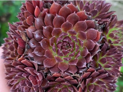 Netřesk 'Colorockz Coral Red' - Sempervivum 'Colorockz Coral Red'