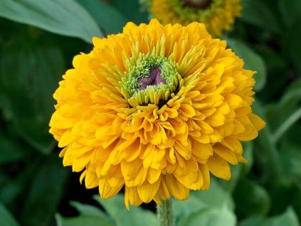 Třapatka (rudbekie) srstnatá  'Maya' - Rudbekia hirta 'Maya'