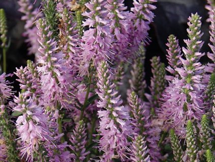 Rozrazil klasnatý 'Inspire Pink' - Veronica spicata 'Inspire Pink'