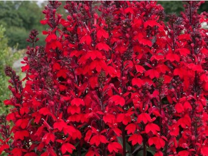 Lobelka 'Starship Scarlet' - Lobelia speciosa 'Starship Scarlet'
