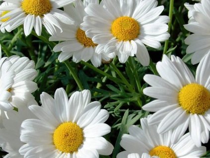 Kopretina největší 'Ohh la LaBlanche' - Leucanthemum maximum 'Ohh la LaBlanche'