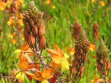 bulbine