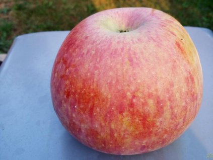 Malus domestica Peasgoodovo (2)