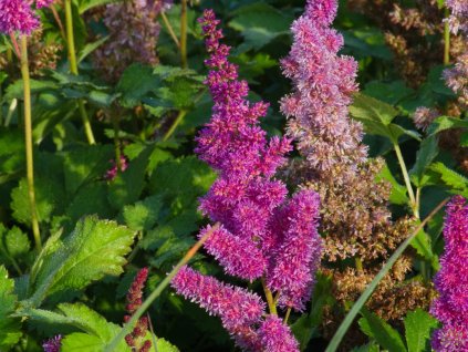 Astilbe Younique Lilac (4)