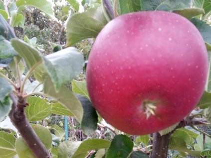 Jabloň 'Lord Lambourne Red'