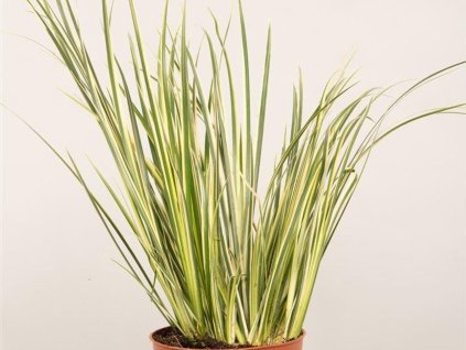 Puškvorec trávolistý 'Aureovariegatus' - Acorus gramineus 'Aureovariegatus'