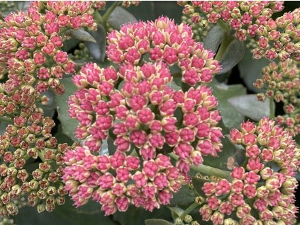 Rozchodník 'Coral Jade' - Sedum 'Coral Jade'