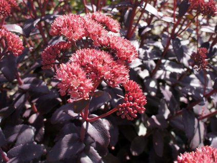 Rozchodník 'Night Embers'