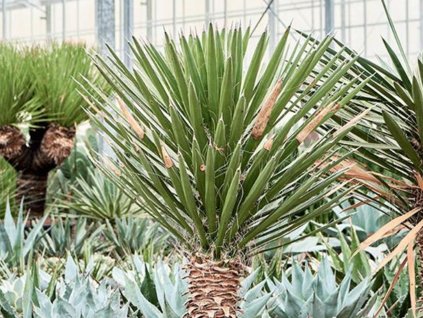 Juka filifera - Yucca filifera