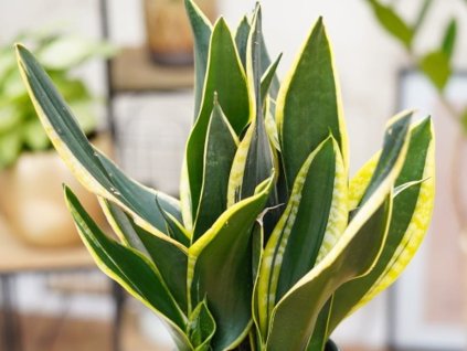 Tchýnin jazyk trifasicata 'Night Shade'