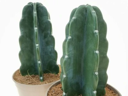 Kaktus 'Cuddly Cactus'