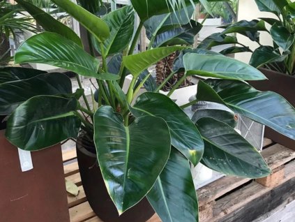 Filodendron 'Green Beauty' - Philodendron 'Green Beauty'