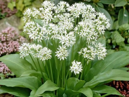�esnek medv�d� Allium ursinum