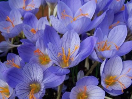 Krokus 'Conqueror’