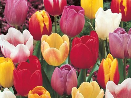 Triumph tulipány - mix
