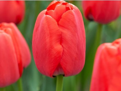 Tulipán 'Red Pride'