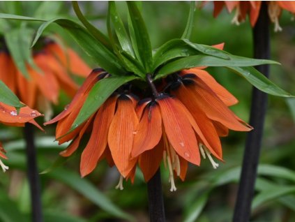 Řebčík královský 'Orange Beauty'