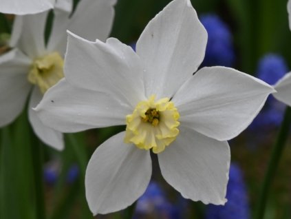 Narcis 'Polar Ice'